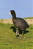 American Coot